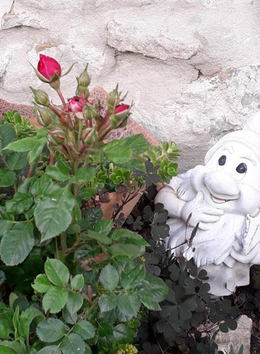 Agriturismo Grossola กัสตีลีโยเน ดิ ออร์ชา ภายนอก รูปภาพ